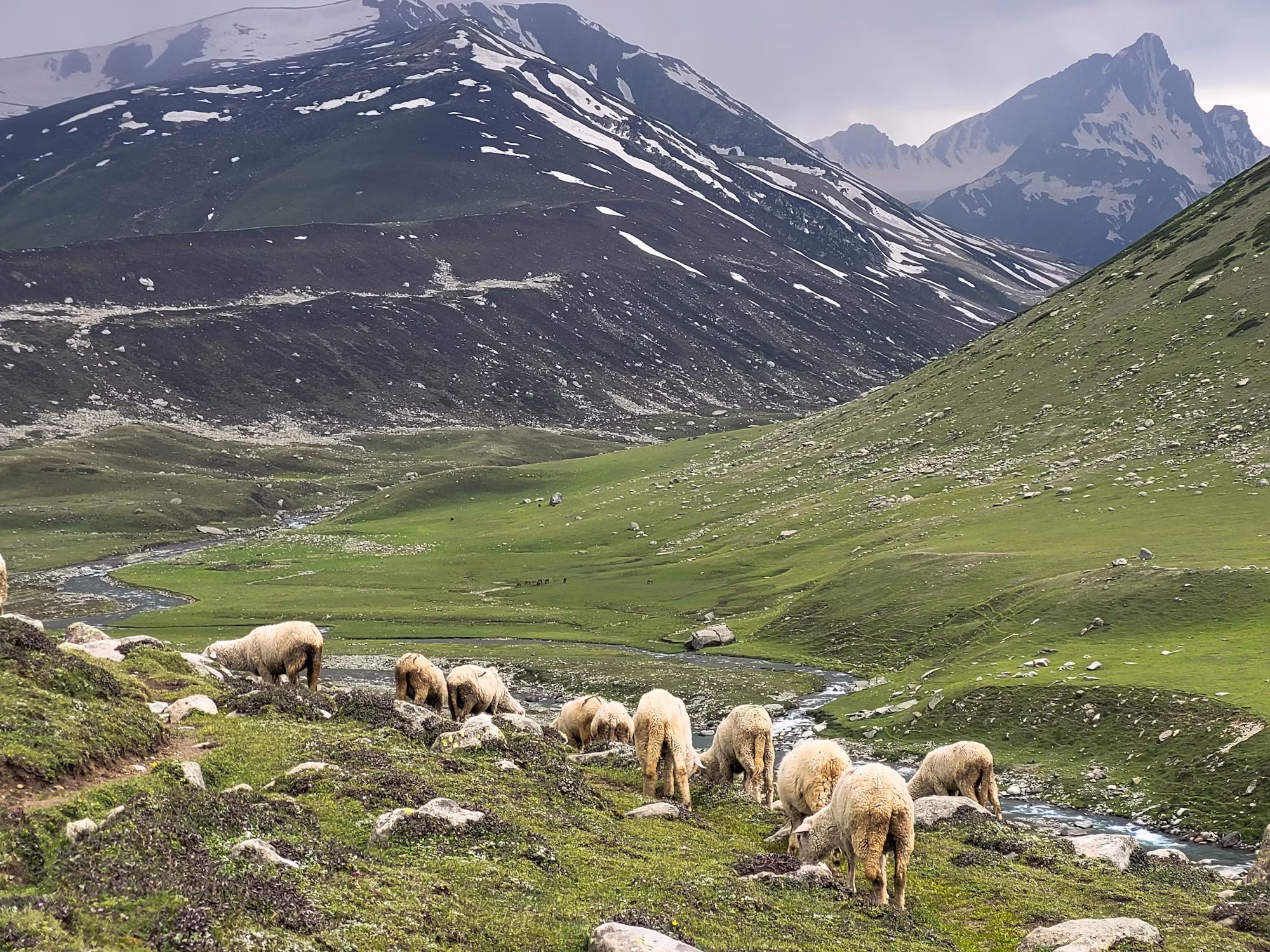 野生生物の観察の究極のガイド：自然とのつながり  日本の歴史
